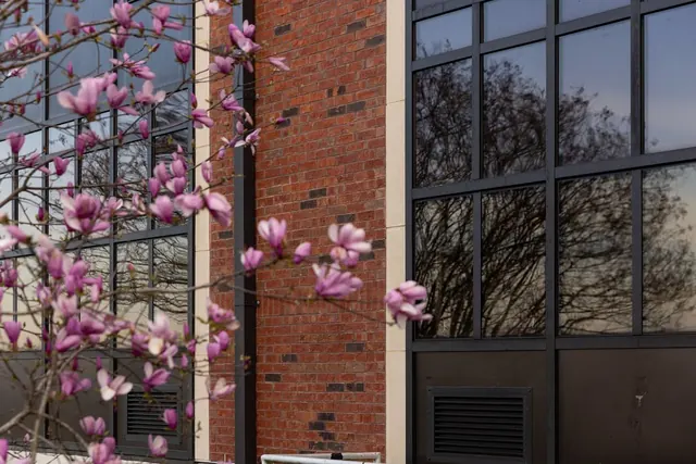 Magnolia blooms against Brewer Hall brick and glass